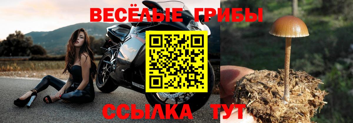 Канаш  Псилоцибиновые грибы Psilocybe  Вход с VPN 